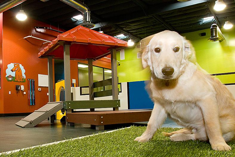 Reasons to Send Your Dog to Doggie Daycare